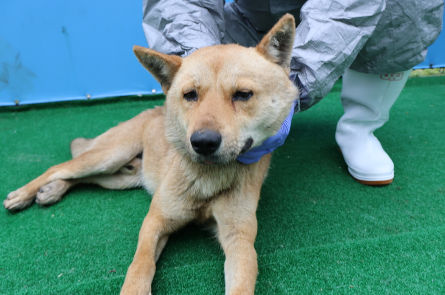 제주 동물보호센터_450650202401168